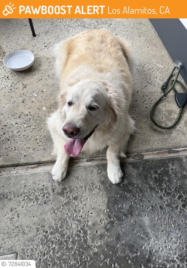 Found/Stray Female Dog last seen Katella, Los Alamitos, CA 90720