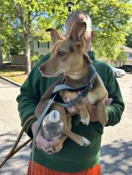 Found/Stray Female Dog last seen Harbison Blvd, Hillpine Road, Columbia, SC 29212