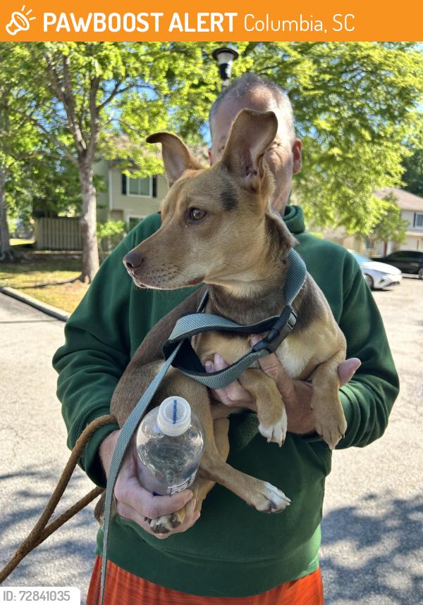 Found/Stray Female Dog last seen Harbison Blvd, Hillpine Road, Columbia, SC 29212