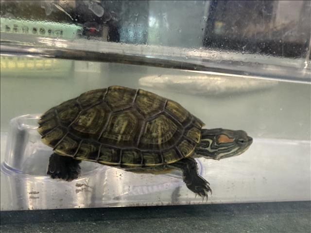 Shelter Stray Female Other last seen , Chatsworth, CA 91311