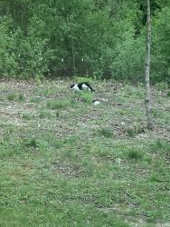 Found/Stray Unknown Cat last seen in my backyard, moved to neighbors and couldnt find after that, Farmington Hills, MI 48334