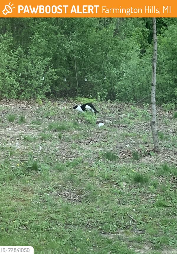 Found/Stray Unknown Cat last seen in my backyard, moved to neighbors and couldnt find after that, Farmington Hills, MI 48334