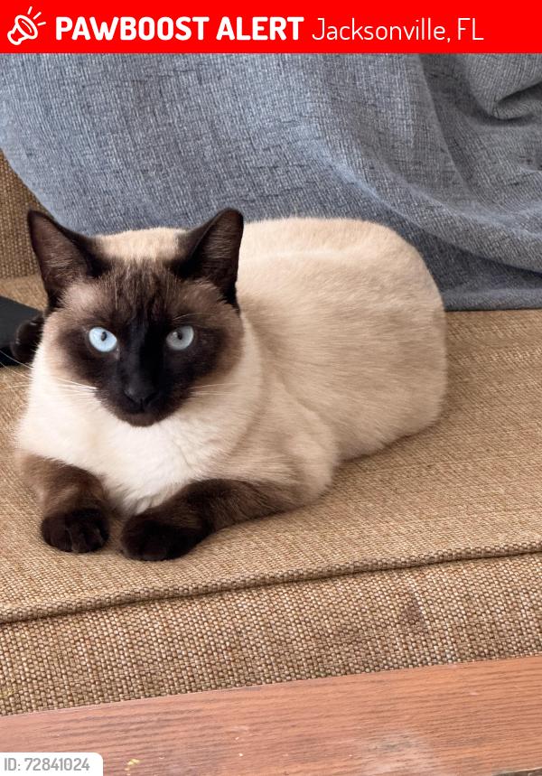 Lost Female Cat last seen Across San Jose, Jacksonville, FL 32217