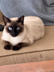 Lost Female Cat last seen Across San Jose, Jacksonville, FL 32217