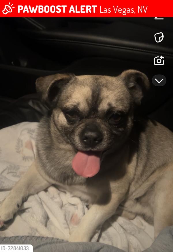 Lost Male Dog last seen Near Corona run ave, Las Vegas, NV 89123