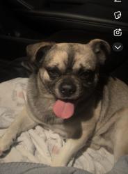 Lost Male Dog last seen Near Corona run ave, Las Vegas, NV 89123