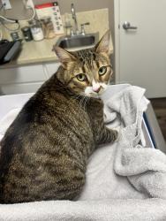 Lost Male Cat last seen June lake Dr and Boulder Lake Dr , San Diego, CA 92119