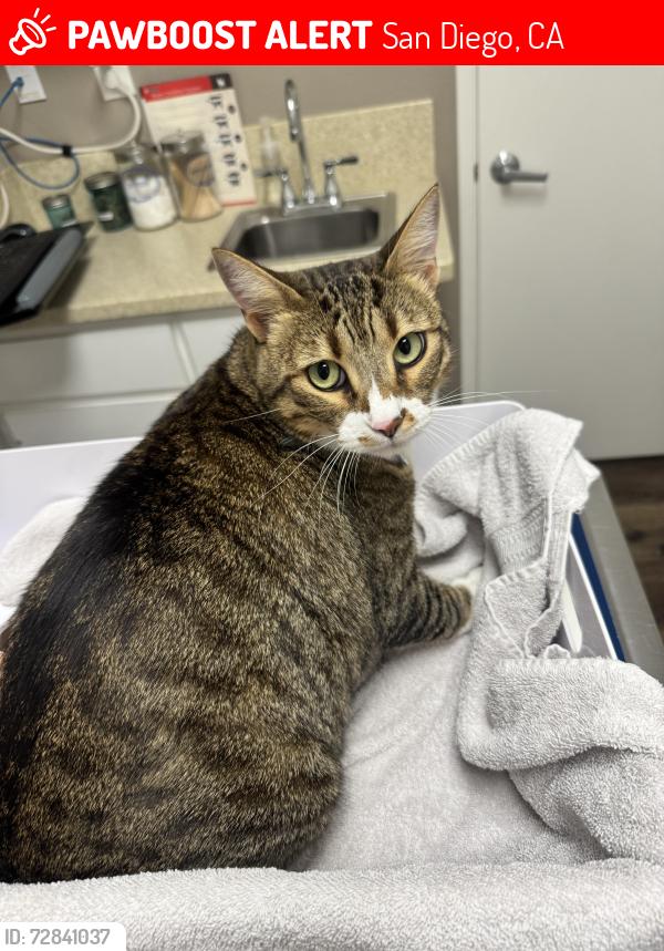 Lost Male Cat last seen June lake Dr and Boulder Lake Dr , San Diego, CA 92119