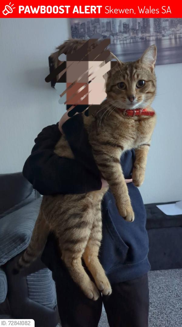 Lost Male Cat last seen Skewen , Skewen, Wales SA10