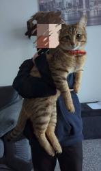 Lost Male Cat last seen Skewen , Skewen, Wales SA10