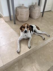 Found/Stray Female Dog last seen Alaqua , Longwood, FL 32779