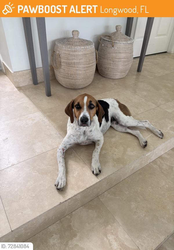 Found/Stray Female Dog last seen Alaqua , Longwood, FL 32779