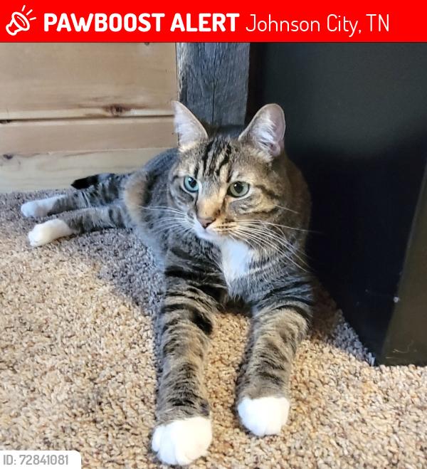Lost Male Cat last seen General Shale, Rocks Pizza , Johnson City, TN 37601