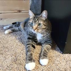 Lost Male Cat last seen General Shale, Rocks Pizza , Johnson City, TN 37601