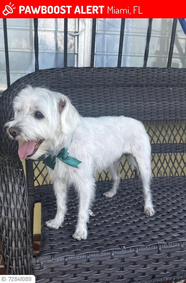 Lost Male Dog last seen Near ST 33147, Miami, FL 33147