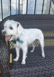 Lost Male Dog last seen Near ST 33147, Miami, FL 33147