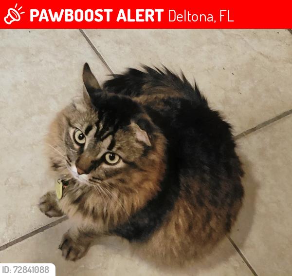 Lost Male Cat last seen : Bedford St. Cross Streets: Commerce/ Fifer, Deltona, FL 32738