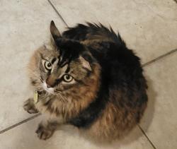 Lost Male Cat last seen : Bedford St. Cross Streets: Commerce/ Fifer, Deltona, FL 32738