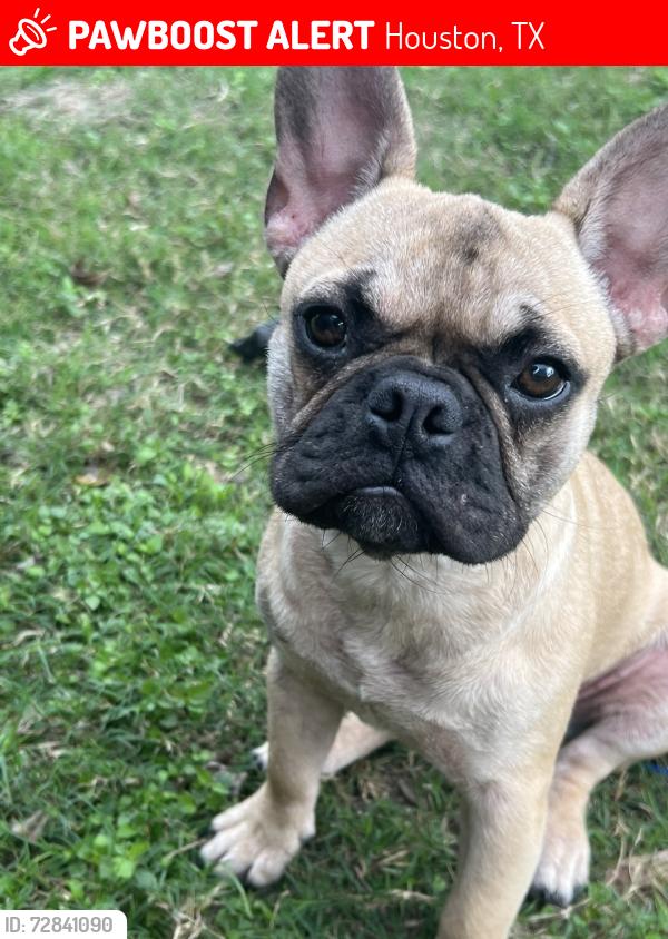 Lost Male Dog last seen On Davidson and Beall St., Houston, TX 77091