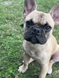 Lost Male Dog last seen On Davidson and Beall St., Houston, TX 77091