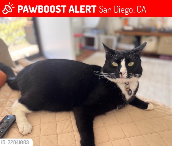 Lost Female Cat last seen pennsylvania and Fourth Ave, San Diego, CA 92103