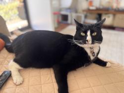Lost Female Cat last seen pennsylvania and Fourth Ave, San Diego, CA 92103
