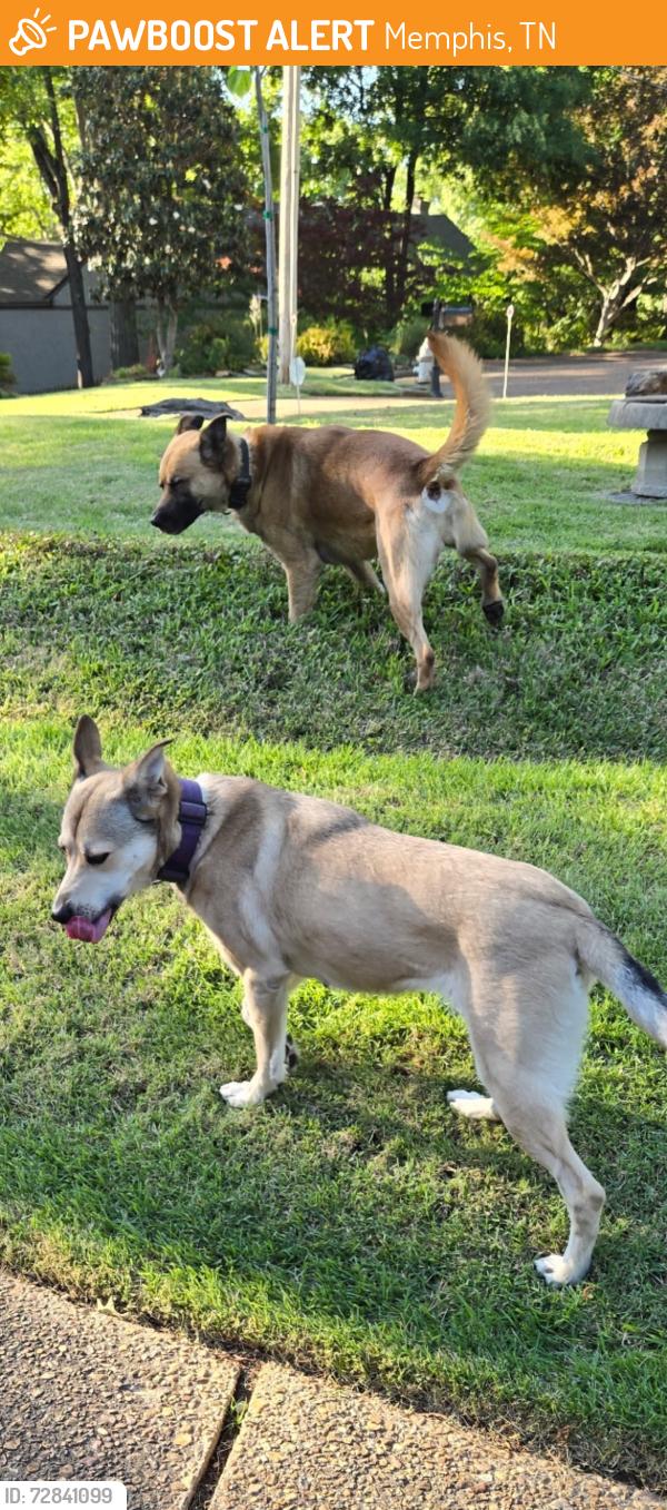 Found/Stray Unknown Dog last seen Viking, Memphis, TN 38018
