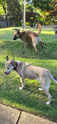 Found/Stray Unknown Dog last seen Viking, Memphis, TN 38018