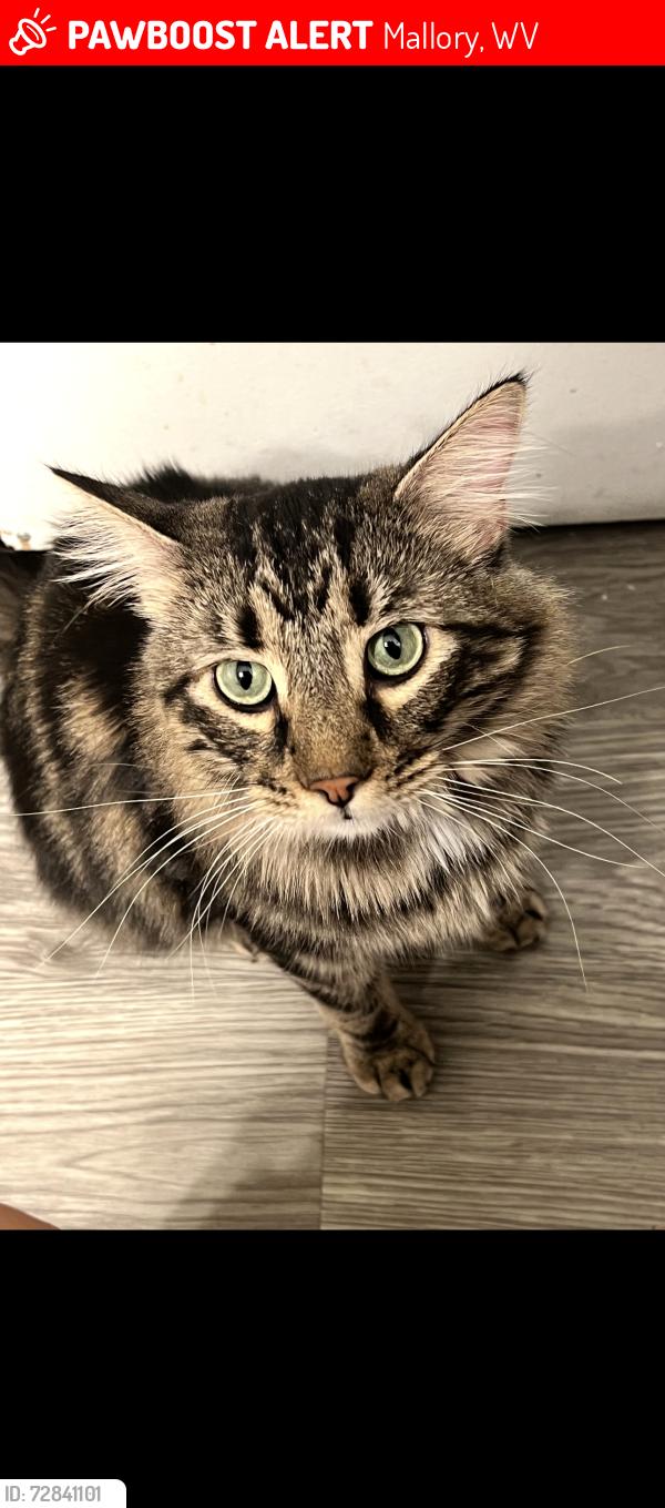 Lost Male Cat last seen Near mother in law’s hse , Mallory, WV 25617