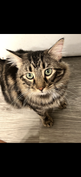 Lost Male Cat last seen Near mother in law’s hse , Mallory, WV 25617