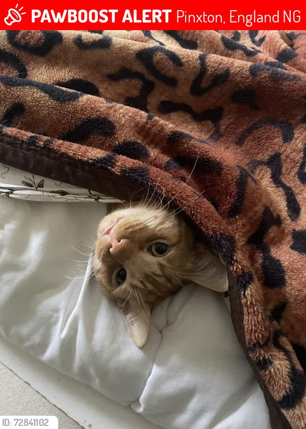 Lost Male Cat last seen Just off A38 roundabout, Pinxton, England NG16