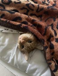 Lost Male Cat last seen Just off A38 roundabout , Pinxton, England NG16