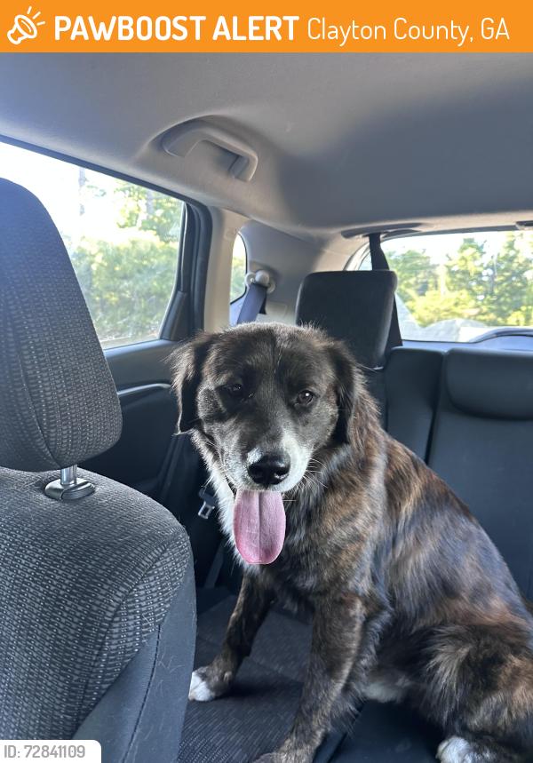 Found/Stray Male Dog last seen Quick trip , Clayton County, GA 30349