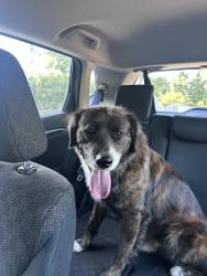 Found/Stray Male Dog last seen Quick trip , Clayton County, GA 30349