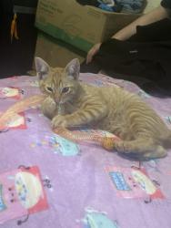 Found/Stray Female Cat last seen Sheridan and Yale , Tulsa, OK 74136