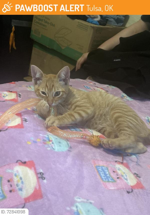 Found/Stray Female Cat last seen Sheridan and Yale , Tulsa, OK 74136