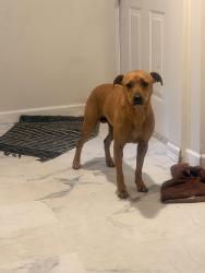 Found/Stray Male Dog last seen Duncan donuts on Milligan hwy , Johnson City, TN 37601