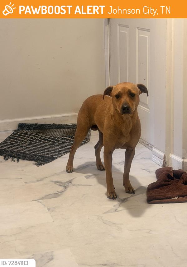 Found/Stray Male Dog last seen Duncan donuts on Milligan hwy , Johnson City, TN 37601
