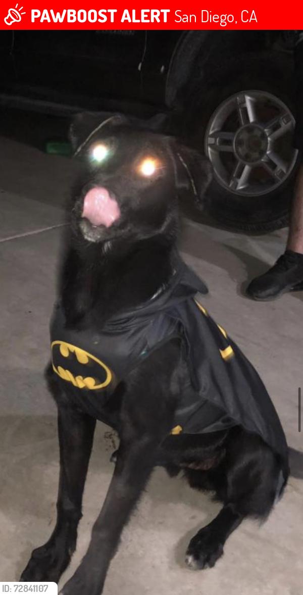 Lost Male Dog last seen Stork st , San Diego, CA 92114