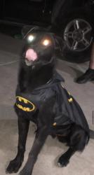 Lost Male Dog last seen Stork st , San Diego, CA 92114