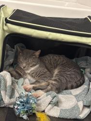 Found/Stray Male Cat last seen Stonegate apartments , Spring Lake, NC 28310