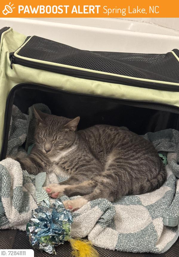 Found/Stray Male Cat last seen Stonegate apartments , Spring Lake, NC 28310