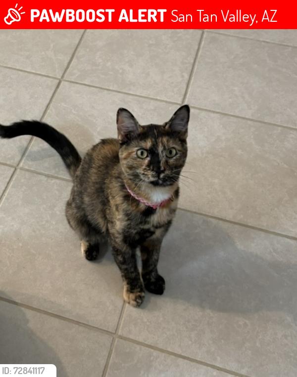 Lost Female Cat last seen Schnepf and combs , San Tan Valley, AZ 85140
