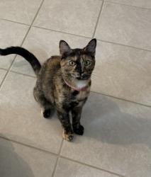 Lost Female Cat last seen Schnepf and combs , San Tan Valley, AZ 85140