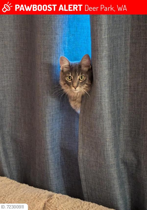 Lost Male Cat last seen Train tracks to the west, Deer Park, WA 99006