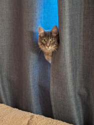 Lost Male Cat last seen Train tracks to the west , Deer Park, WA 99006