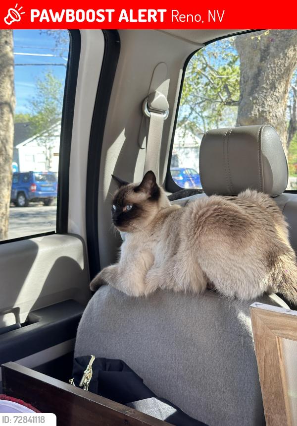 Lost Male Cat last seen Arlington , Reno, NV 89509