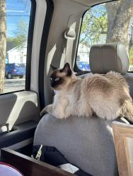 Lost Male Cat last seen Arlington , Reno, NV 89509