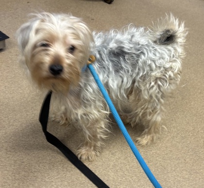 Shelter Stray Male Dog last seen Near Walden Walk Cir, 30088, GA, Atlanta, GA 30341