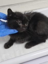 Shelter Stray Male Cat last seen Oakland, CA 94601, Oakland, CA 94601